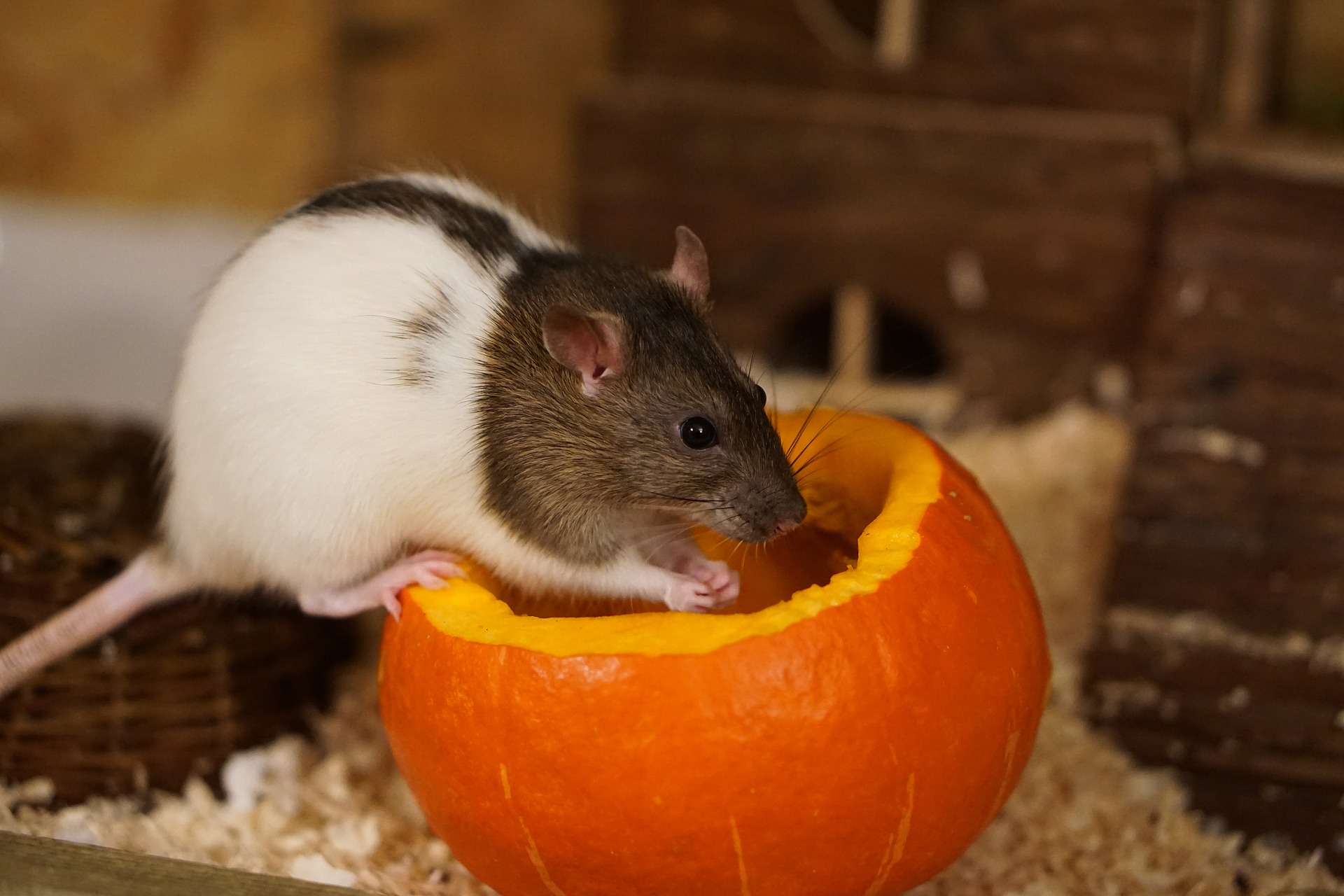 cute rat eating a pumpkin
