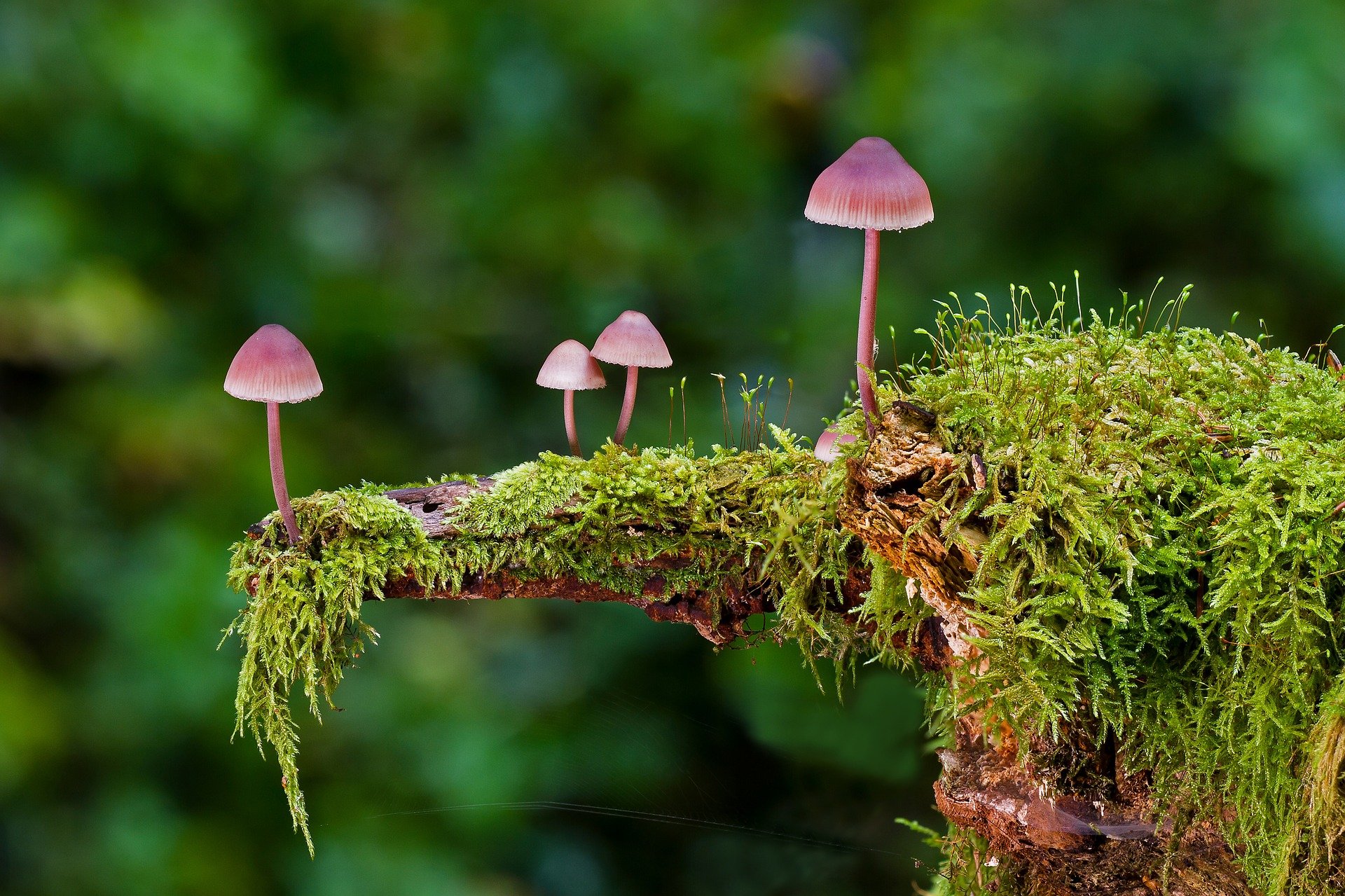 tiny mushrooms on a ledge
