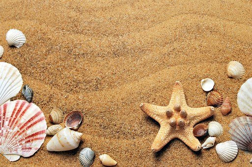 sandy beach with shells