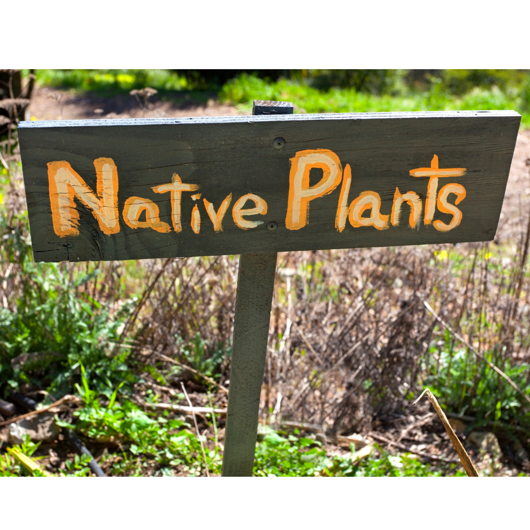 native plant sign in garden