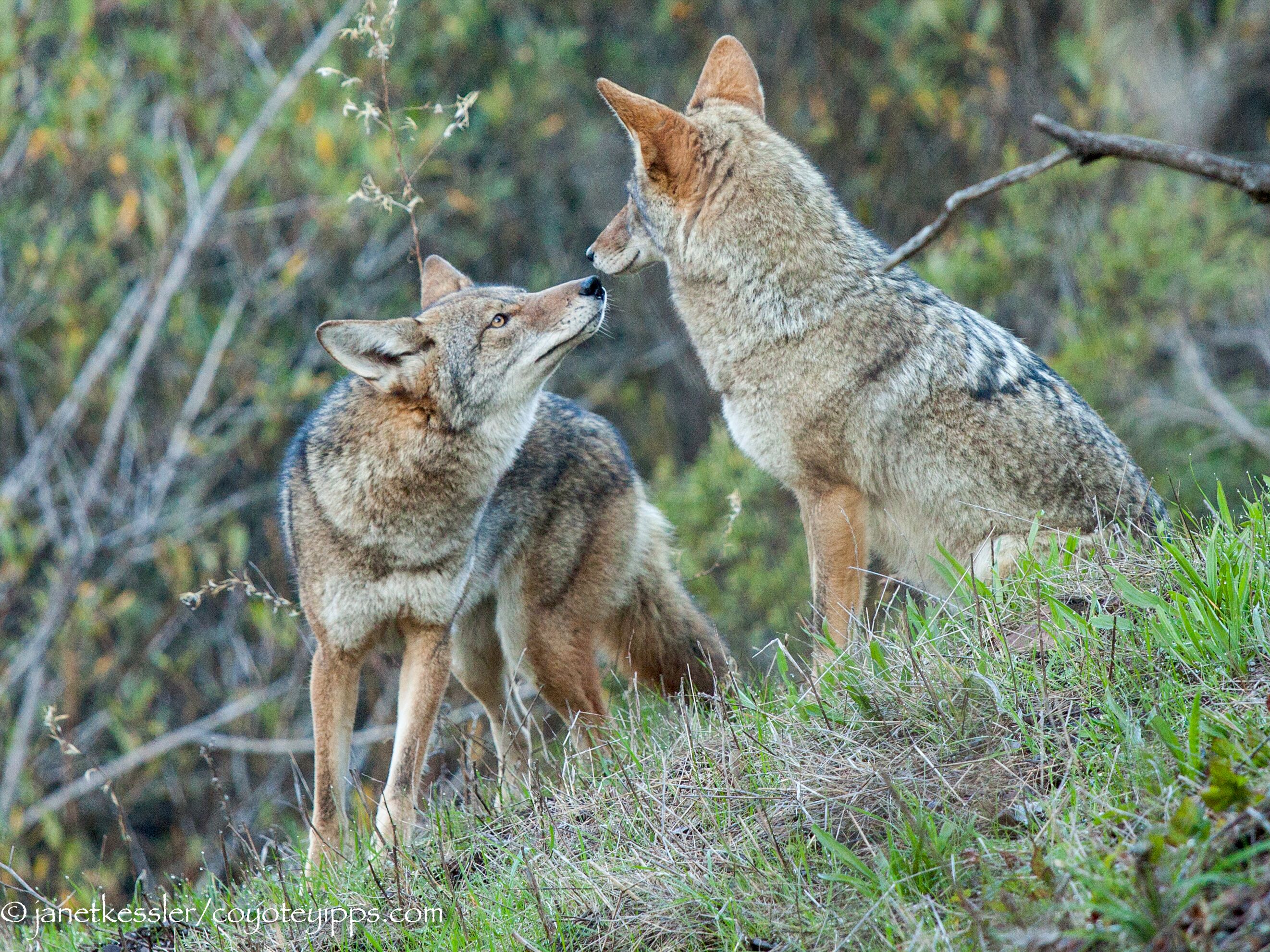 coyote mates