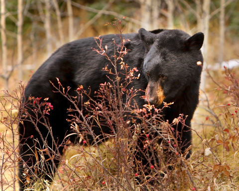 black bear