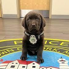 labrador puppy with his police badge around his neck sitting.