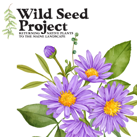 wild seed project logo and purple asters
