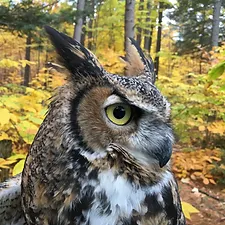 CFW Owl