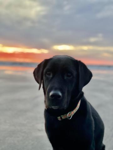 dog at the beach with the sun setting behind her.