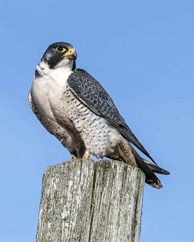 peregrin falcon