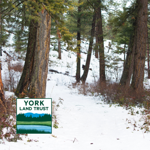 snowy wooded path