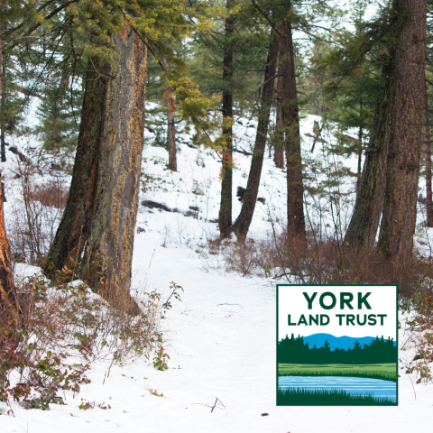 winter in the woods with York Land Trust logo