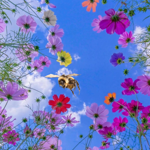 wildflowers and a honeybee