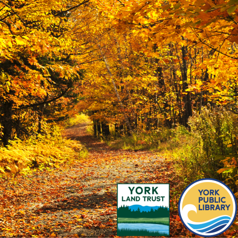 Fall leaves at York Land Trust