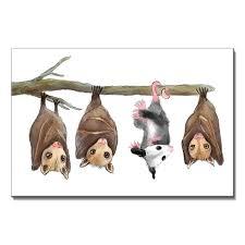 Bats & Opossum