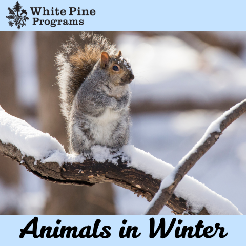 squirrel perched on a snowy tree limb