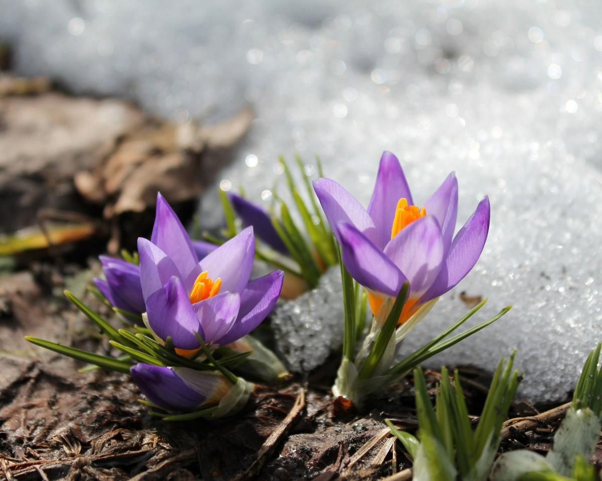 crocus in snow