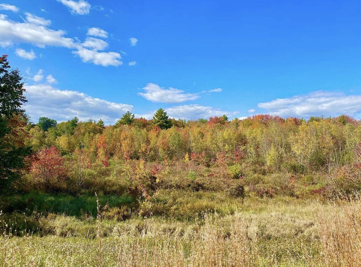 landscape of trees in autumn