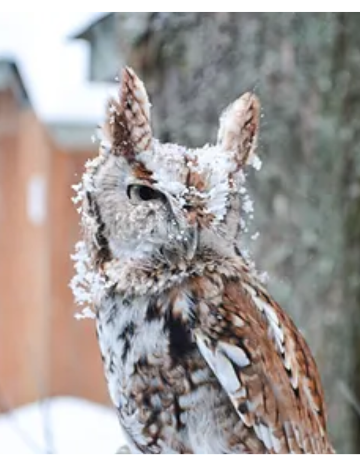 Eastern Screech Owl