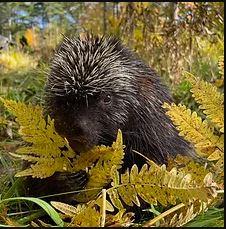 North American Porcupine