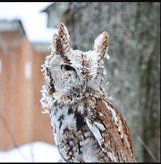 Eastern Screech Owl