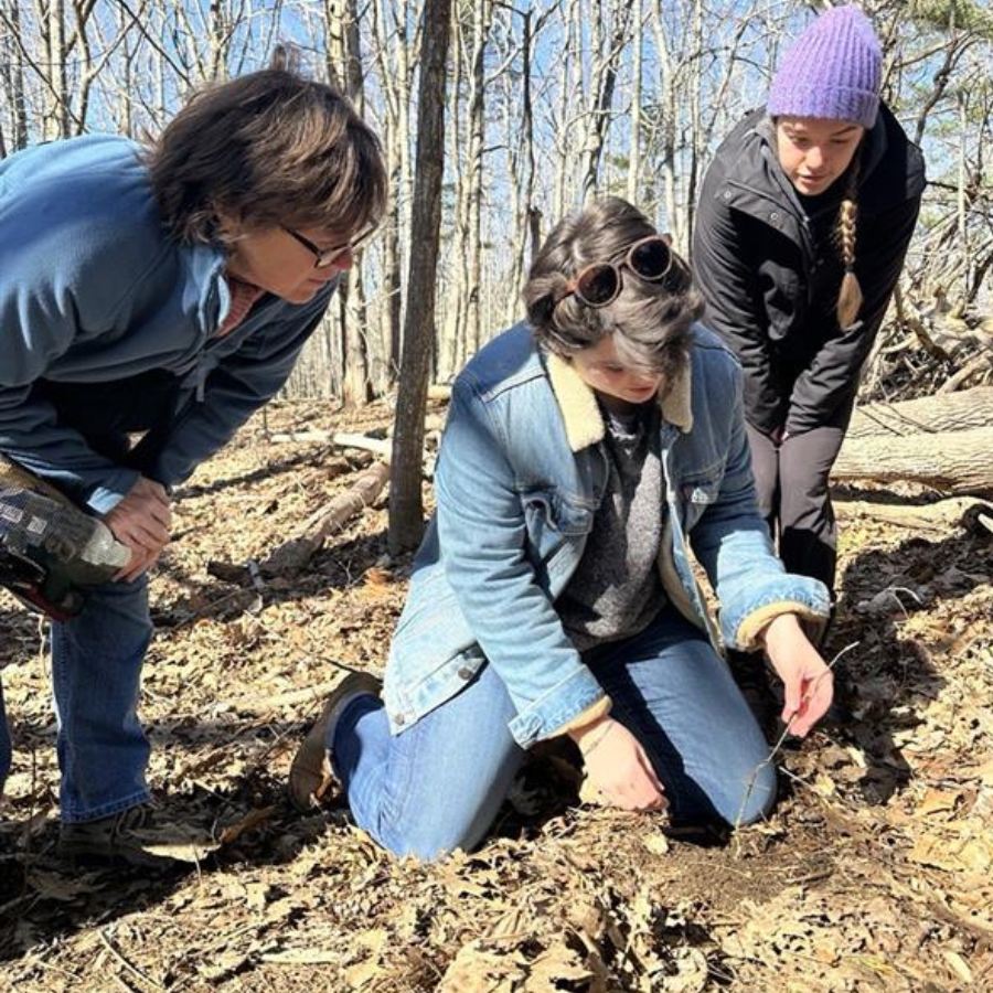 volunteers picking invasive plants