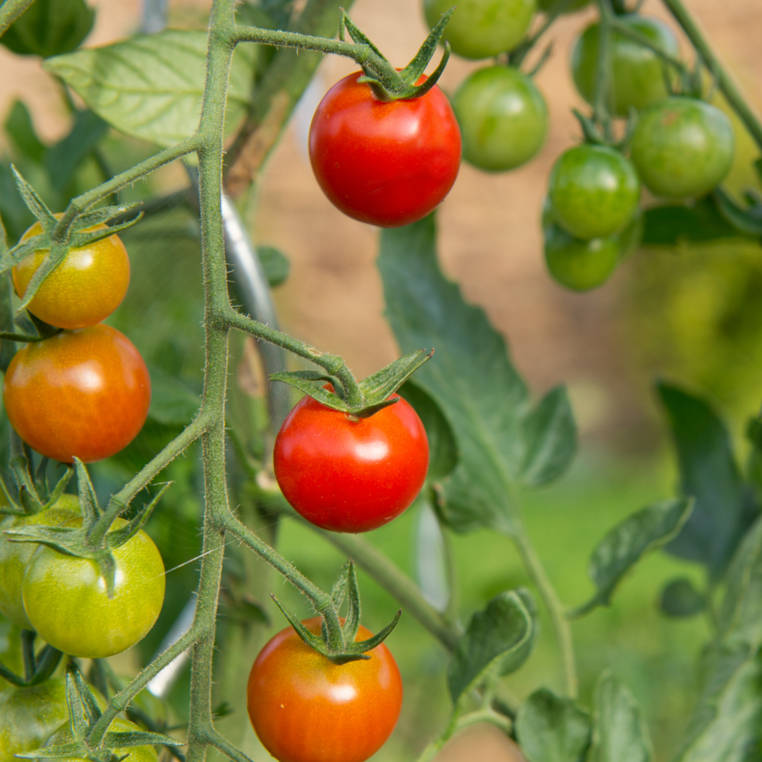 tomatoes on the vine