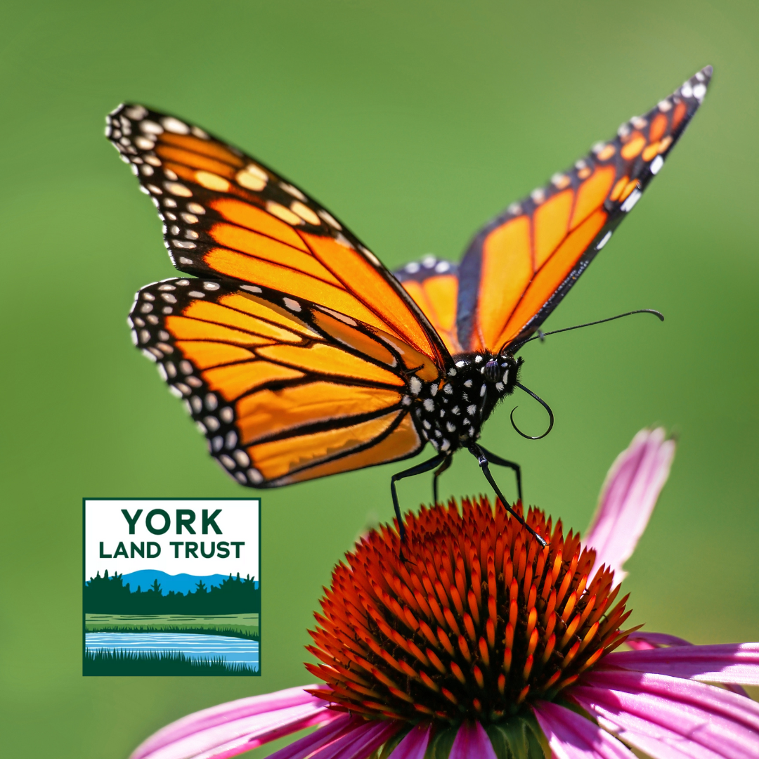 butterfly on coneflower