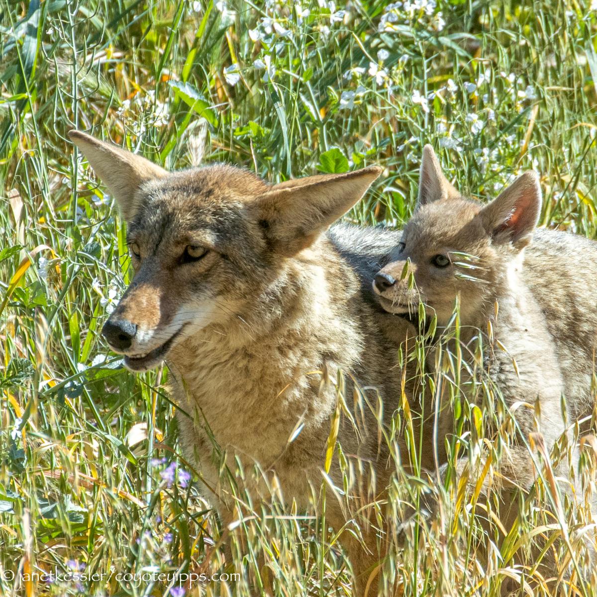 Coyotes