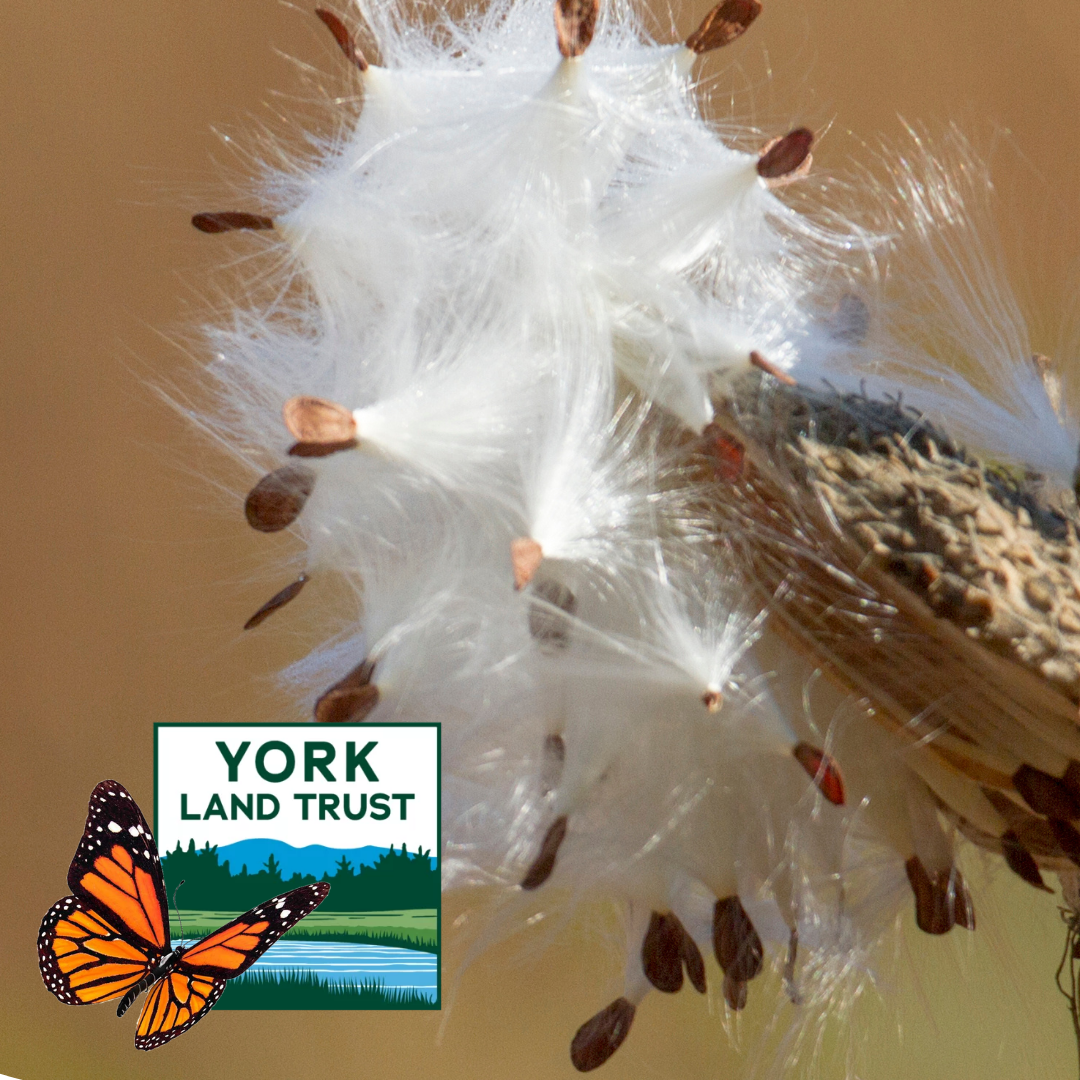 MILKWEED fluff with a Monarch butterfly