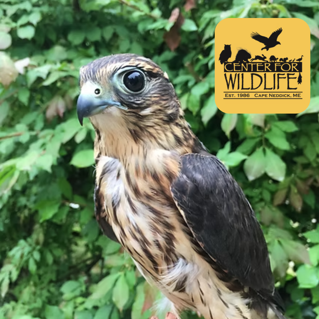 a merlin in front of leaves