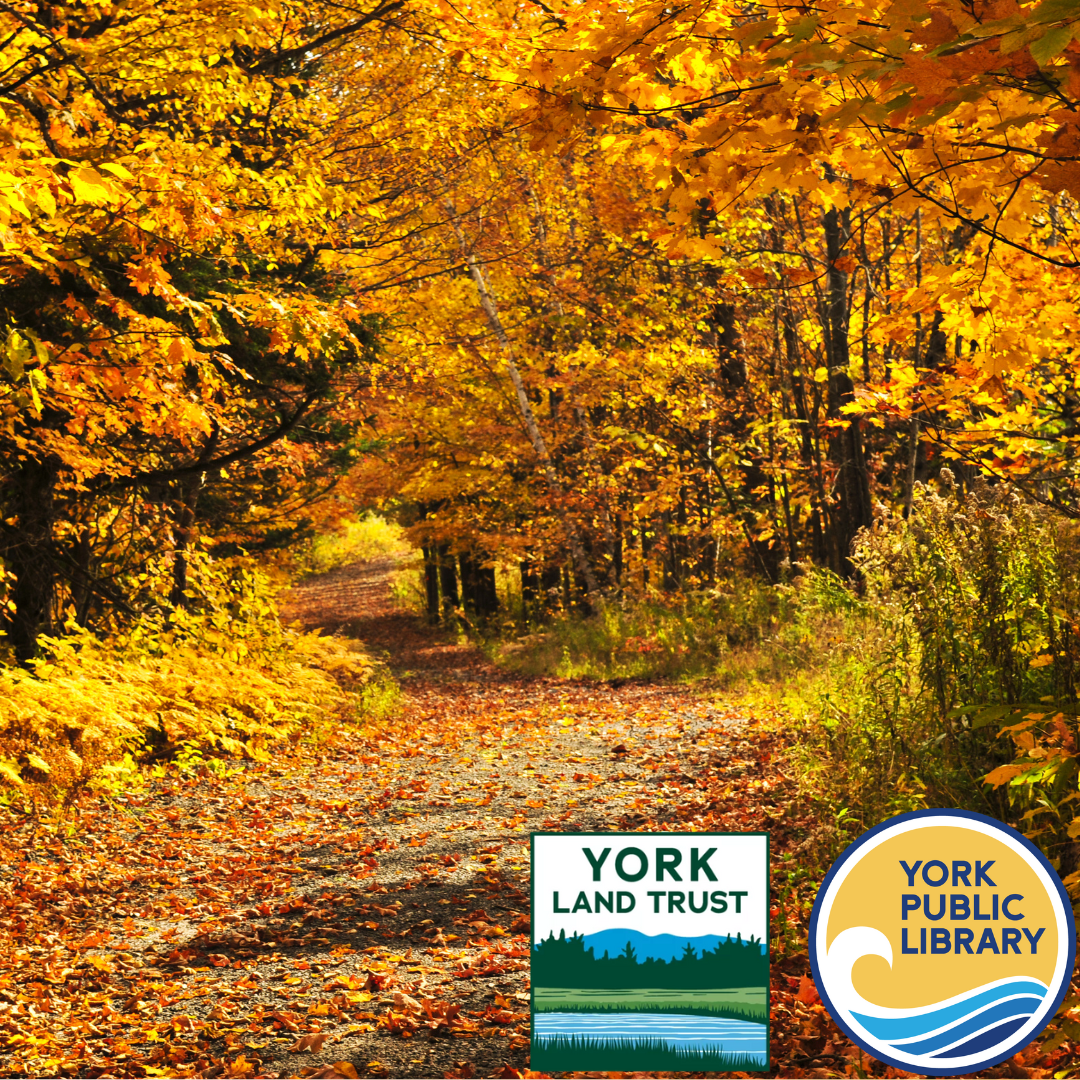 Fall leaves at York Land Trust